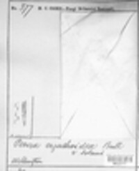 Cyathicula cyathoidea image